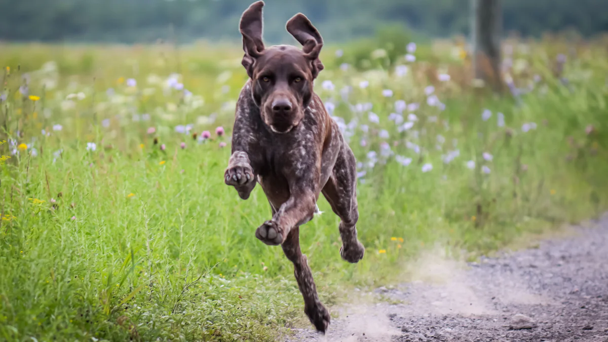 Best Garmin Dog Collar in 2026: Buyer’s Guide for Hunters and Trainers