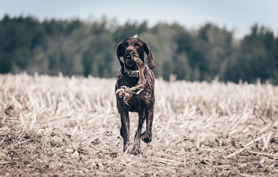 Bird dog retrieving a bird in the field