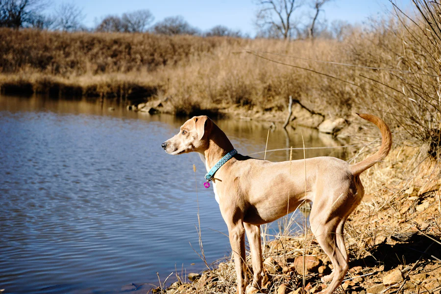 Brown hunting dog beside water
