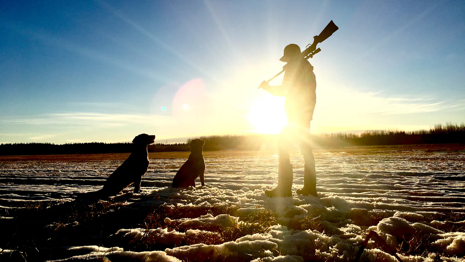Hunter with two hunting dogs in the field at sunrise